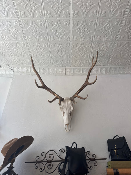 Euro skull